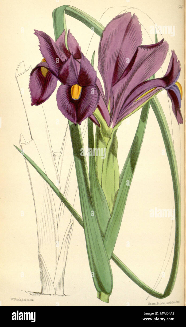 . English: Iris filifolia Boiss., as Xiphion tingitanum Hook.f. (illegitime name) . 9 May 2015. Hooker 299 Iris filifolia Stock Photo