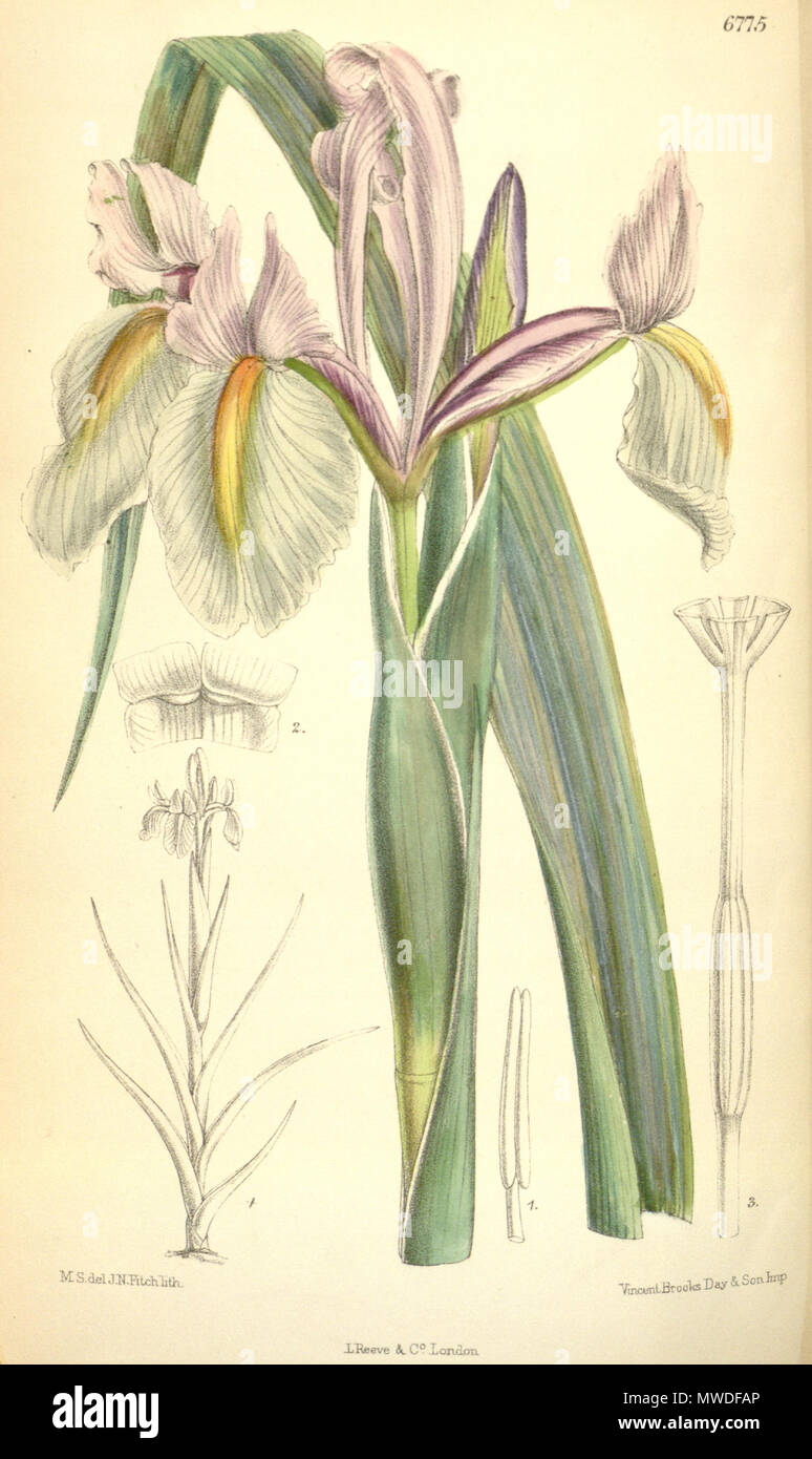 . English: Iris tingitana . 9 May 2015. M. Smith 299 Iris tingitana Stock Photo