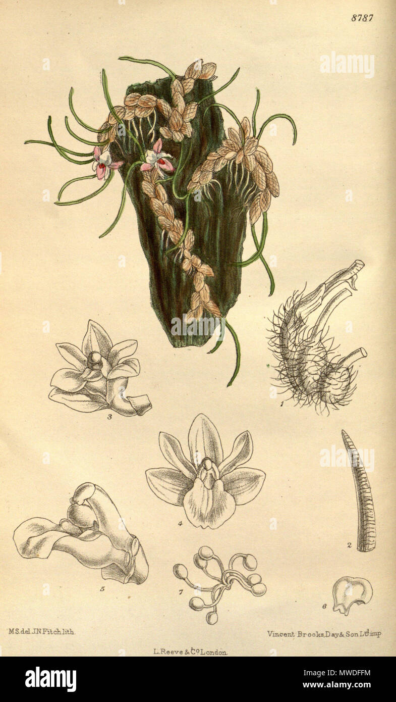 . Isabelia virginalis, Orchidaceae . 1919. M.S. del., J.N.Fitch lith. 299 Isabelia virginalis 145-8787 Stock Photo