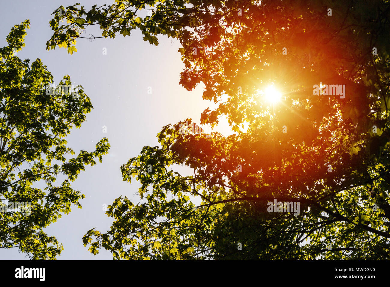 Rays sun way through green hi-res stock photography and images - Alamy