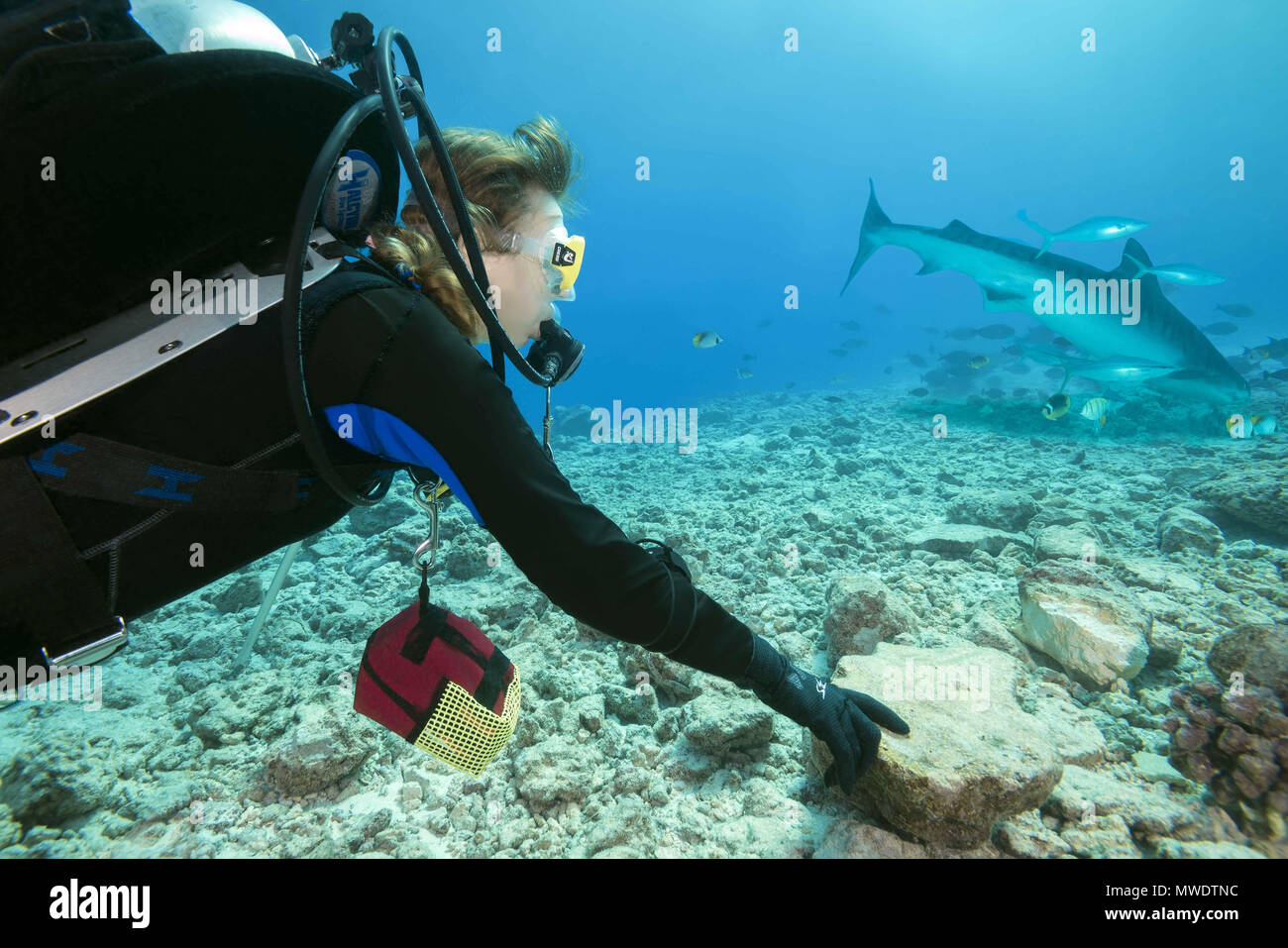 March 13, 2018 - Island (Atoll) Fuvahmulah, Indi, Maldives - Female scuba diver looks at a Tiger Shark Credit: Andrey Nekrasov/ZUMA Wire/ZUMAPRESS.com/Alamy Live News Stock Photo
