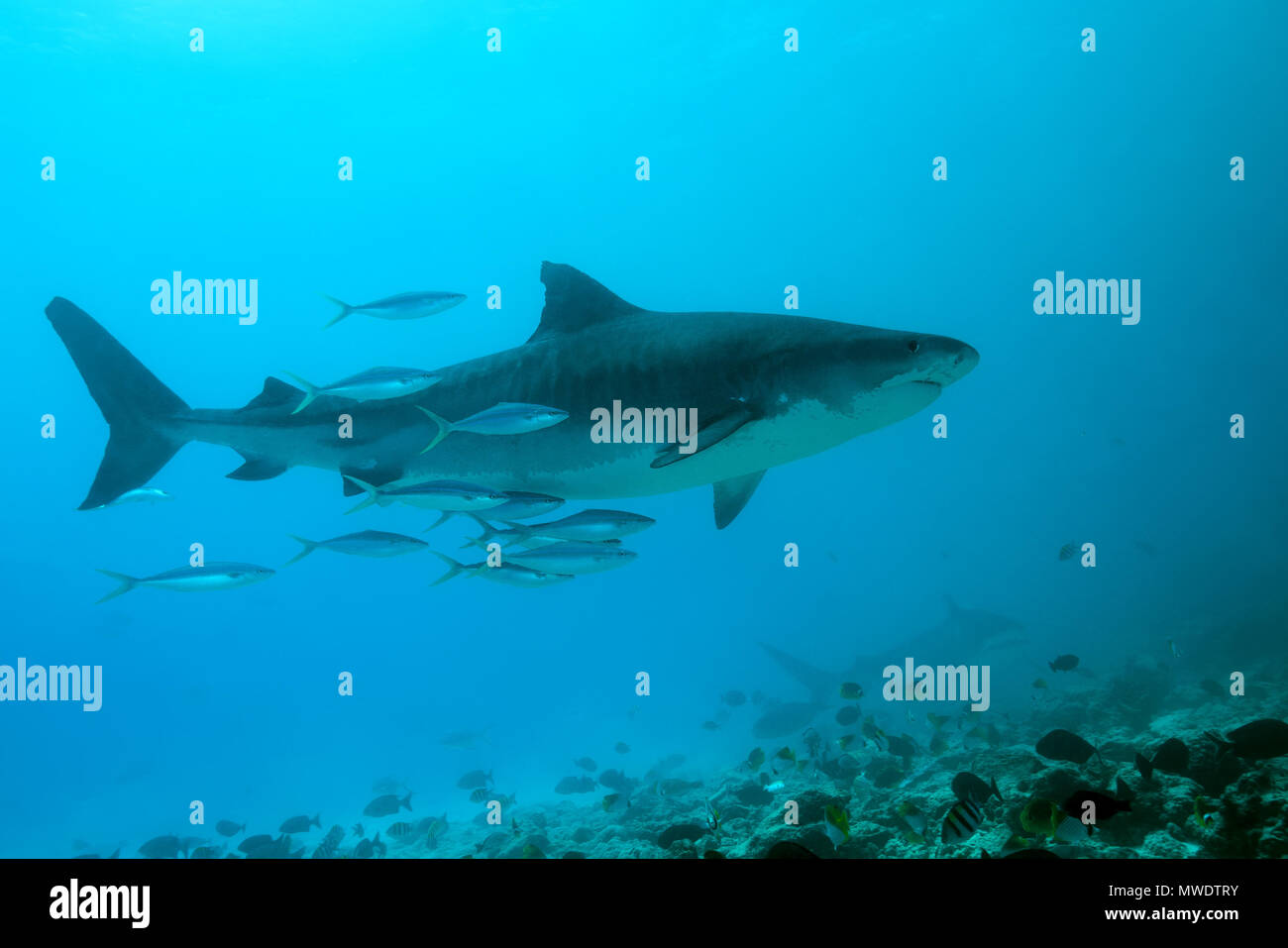 February 10, 2018 - Island (Atoll) Fuvahmulah, Indi, Maldives - Tiger Shark  (Credit Image: © Andrey Nekrasov/ZUMA Wire/ZUMAPRESS.com) Stock Photo