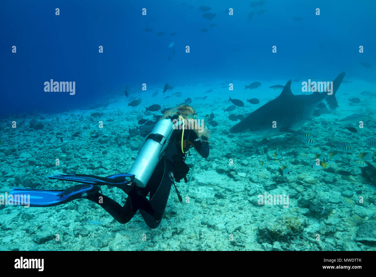 February 10, 2018 - Island (Atoll) Fuvahmulah, Indi, Maldives - Female scuba diver looks at a Tiger Shark Credit: Andrey Nekrasov/ZUMA Wire/ZUMAPRESS.com/Alamy Live News Stock Photo