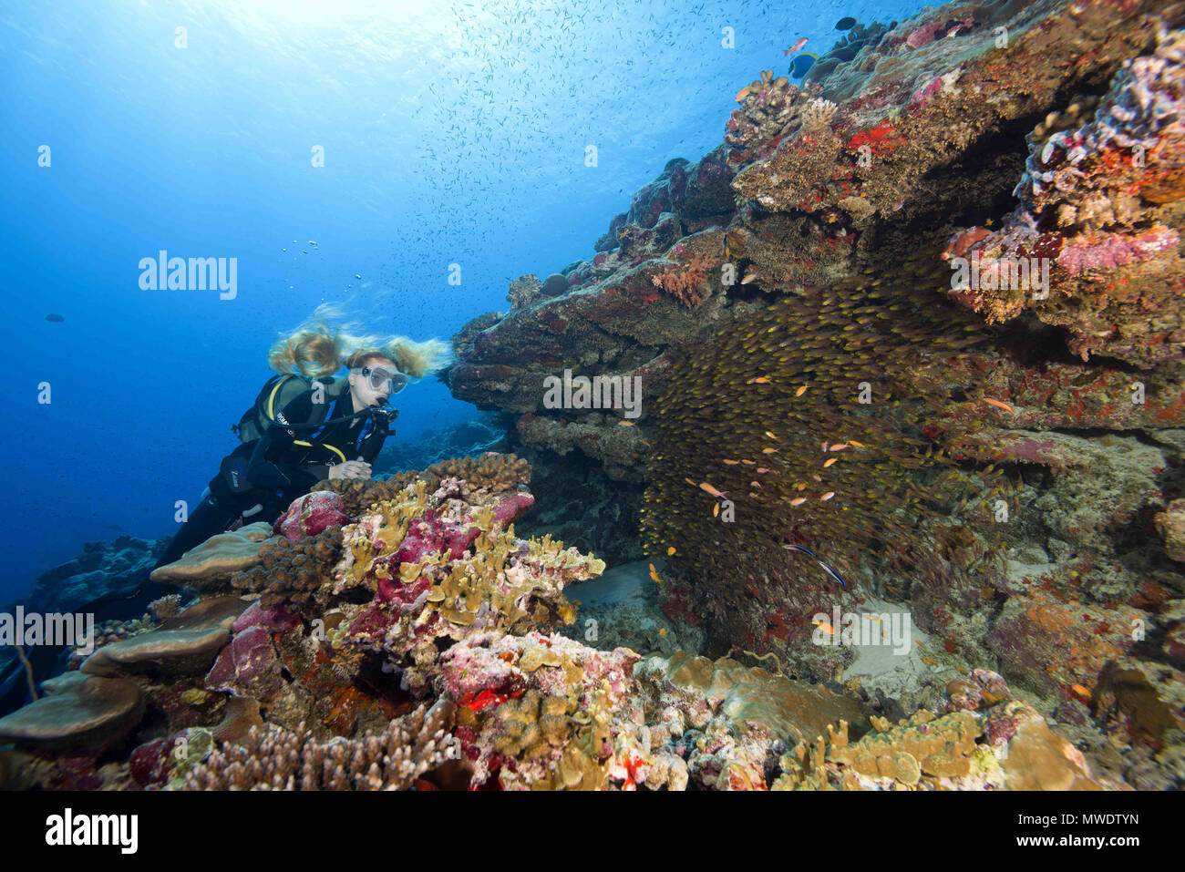 Fuvahmulah Island, Indian Ocean, Maldives. 11th Feb, 2018. Female scuba diver look at school of glassfish near coral reef. Glass fish or Pigmy sweeper Credit: Andrey Nekrasov/ZUMA Wire/ZUMAPRESS.com/Alamy Live News Stock Photo
