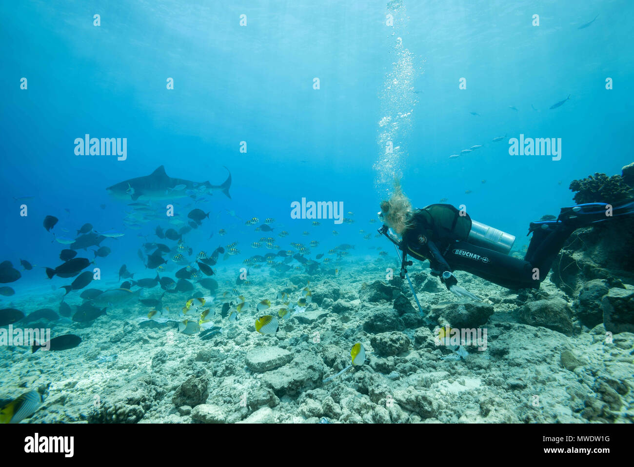 February 11, 2018 - Island (Atoll) Fuvahmulah, India, Maldives - Female scuba diver looks at a Tiger Shark Credit: Andrey Nekrasov/ZUMA Wire/ZUMAPRESS.com/Alamy Live News Stock Photo