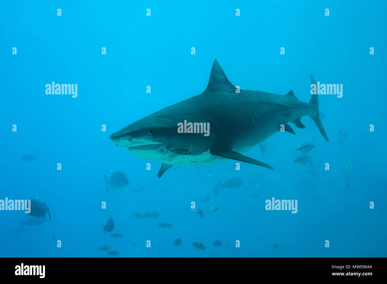 March 14, 2018 - Island (Atoll) Fuvahmulah, Indi, Maldives - Tiger Shark (Galeocerdo cuvier) with a fishing hook in the mouth swims in the blue water Credit: Andrey Nekrasov/ZUMA Wire/ZUMAPRESS.com/Alamy Live News Stock Photo