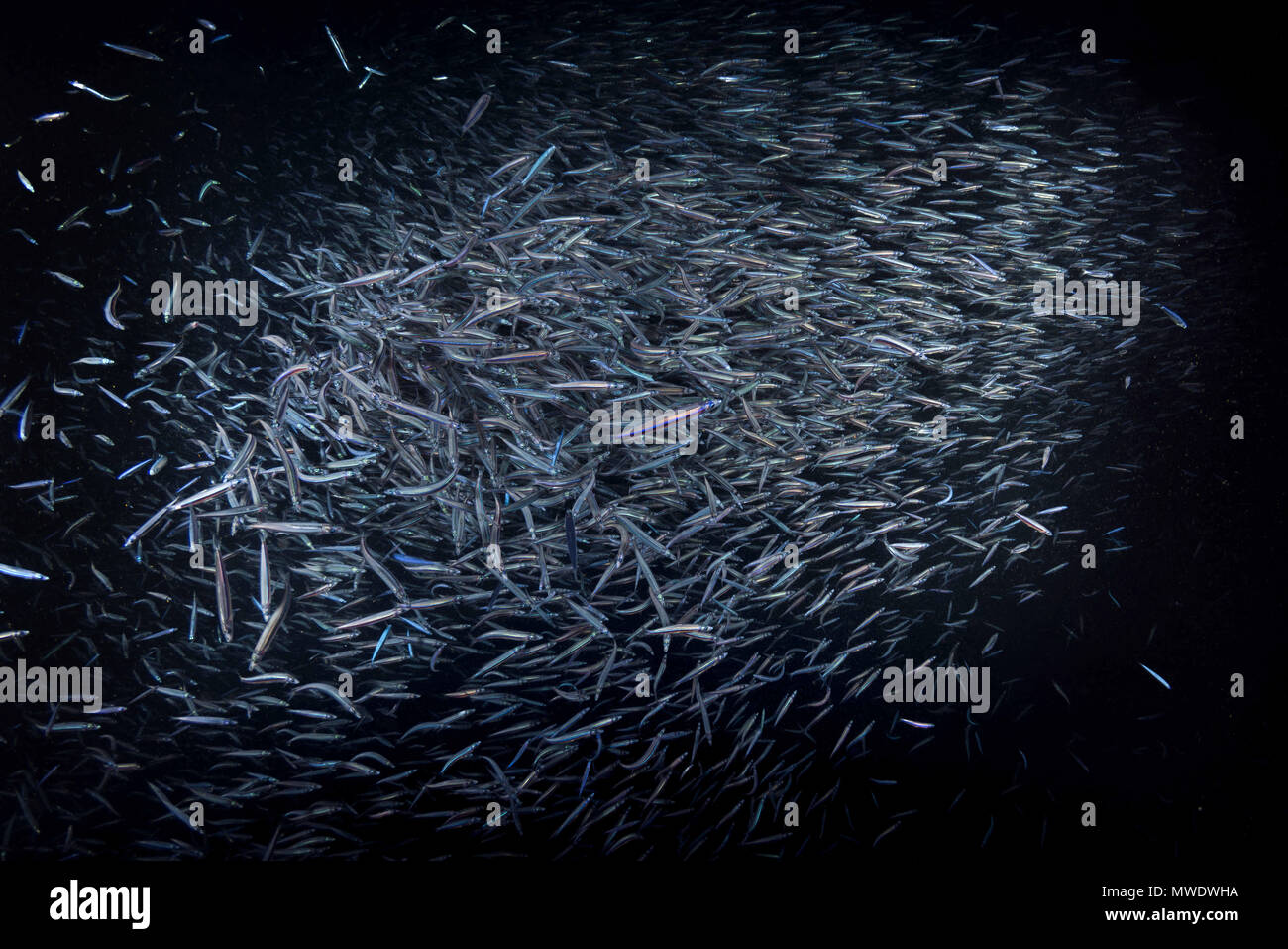 Indian Ocean, Maldives. 27th Aug, 2017. A large school of Whitebait or ...