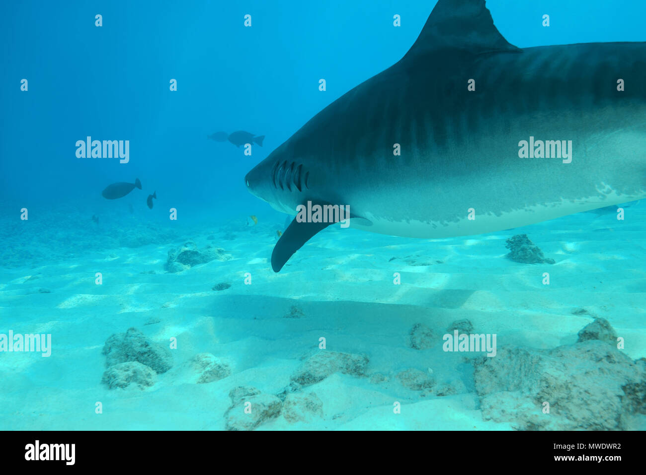 February 8, 2018 - Island (Atoll) Fuvahmulah, India, Maldives - Tiger Shark (Galeocerdo cuvier) swim over sandy bottom Credit: Andrey Nekrasov/ZUMA Wire/ZUMAPRESS.com/Alamy Live News Stock Photo