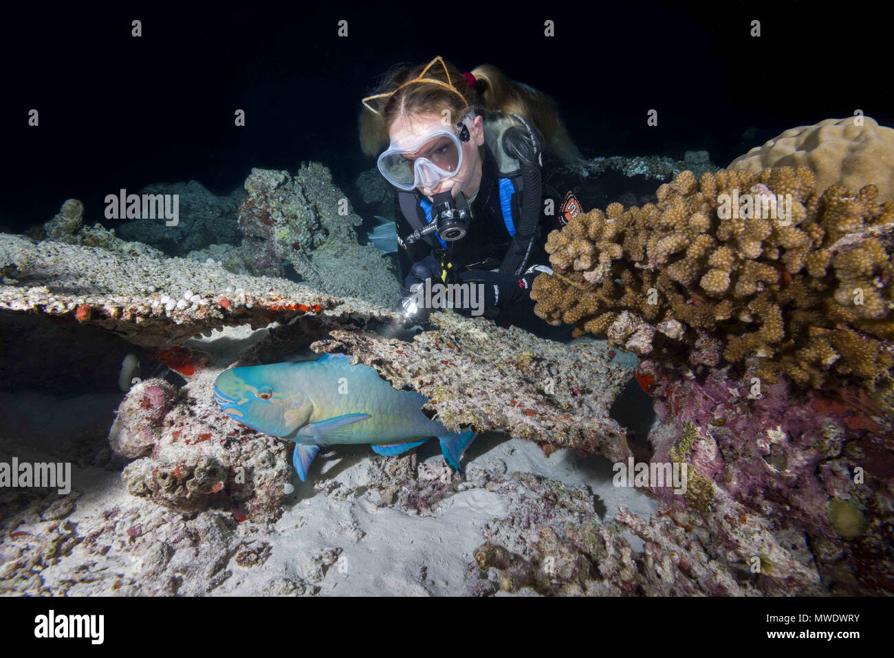 Indian Ocean, Maldives. 25th Mar, 2018. Female scuba diver looks at a sleeping under coral parrot at night. Bullethead Parrotfish, daisy parrotfish or bullethead parrotfish Credit: Andrey Nekrasov/ZUMA Wire/ZUMAPRESS.com/Alamy Live News Stock Photo