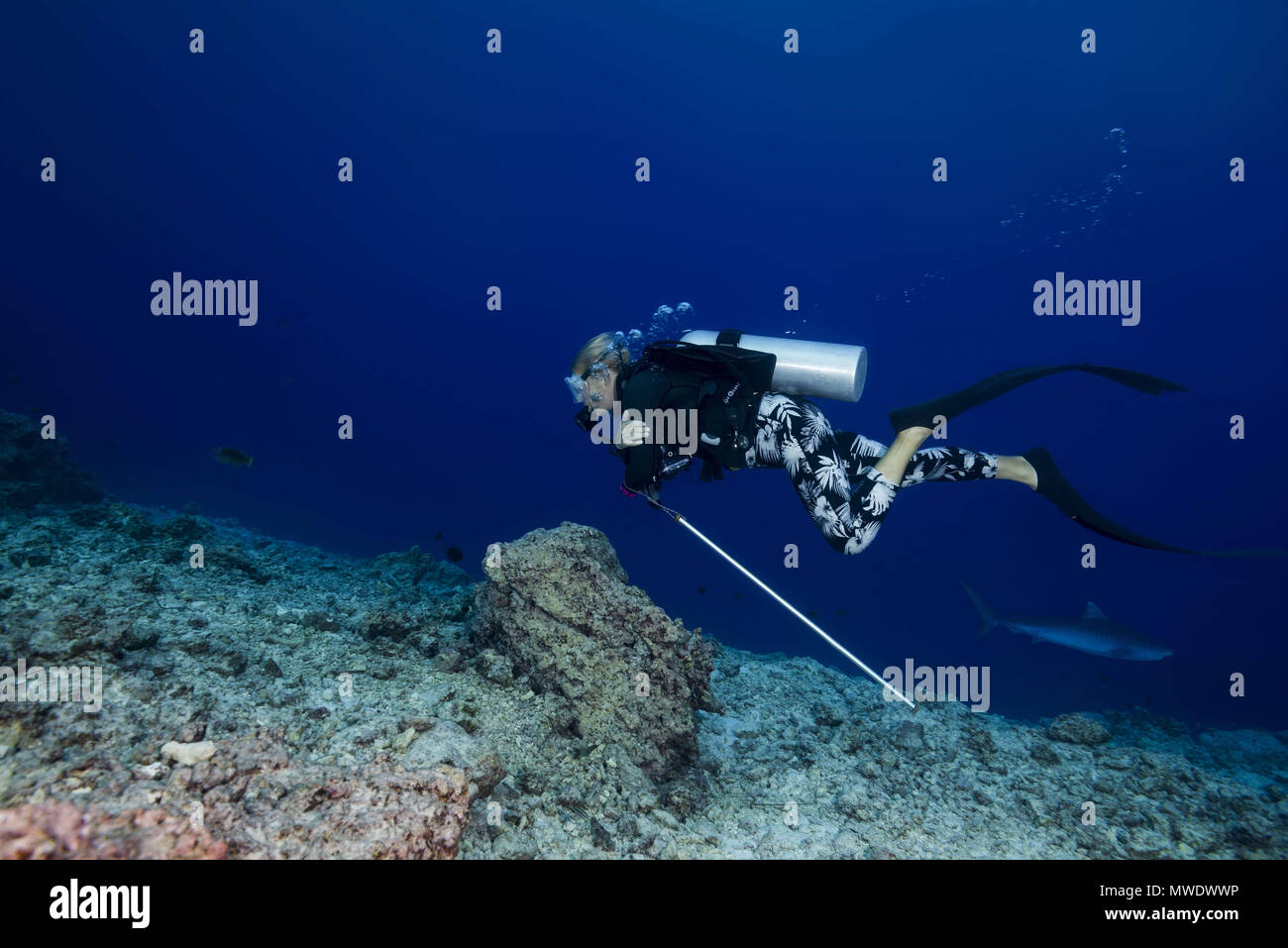 February 10, 2018 - Island (Atoll) Fuvahmulah, India, Maldives - Female scuba diver swims by the Tiger Shark Credit: Andrey Nekrasov/ZUMA Wire/ZUMAPRESS.com/Alamy Live News Stock Photo