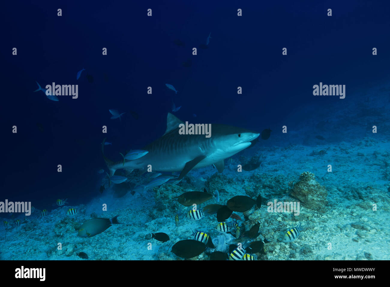 February 10, 2018 - Island (Atoll) Fuvahmulah, India, Maldives - Tiger Shark (Galeocerdo cuvier) swim over coral reef Credit: Andrey Nekrasov/ZUMA Wire/ZUMAPRESS.com/Alamy Live News Stock Photo