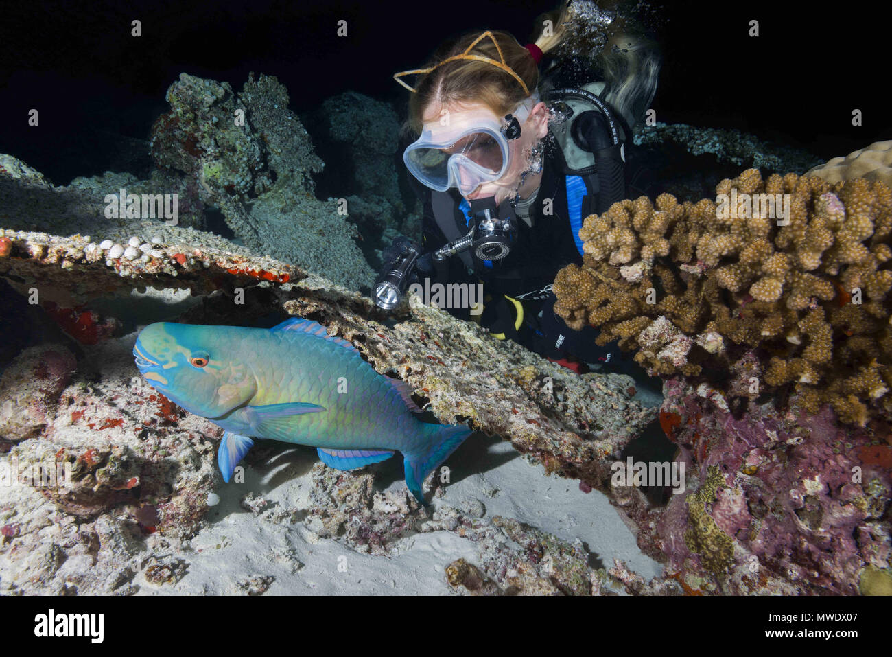 March 25, 2018 - Indian Ocean, Maldives - Female scuba diver looks at a sleeping under coral parrot at night. Bullethead Parrotfish, daisy parrotfish or bullethead parrotfish  (Credit Image: © Andrey Nekrasov/ZUMA Wire/ZUMAPRESS.com) Stock Photo