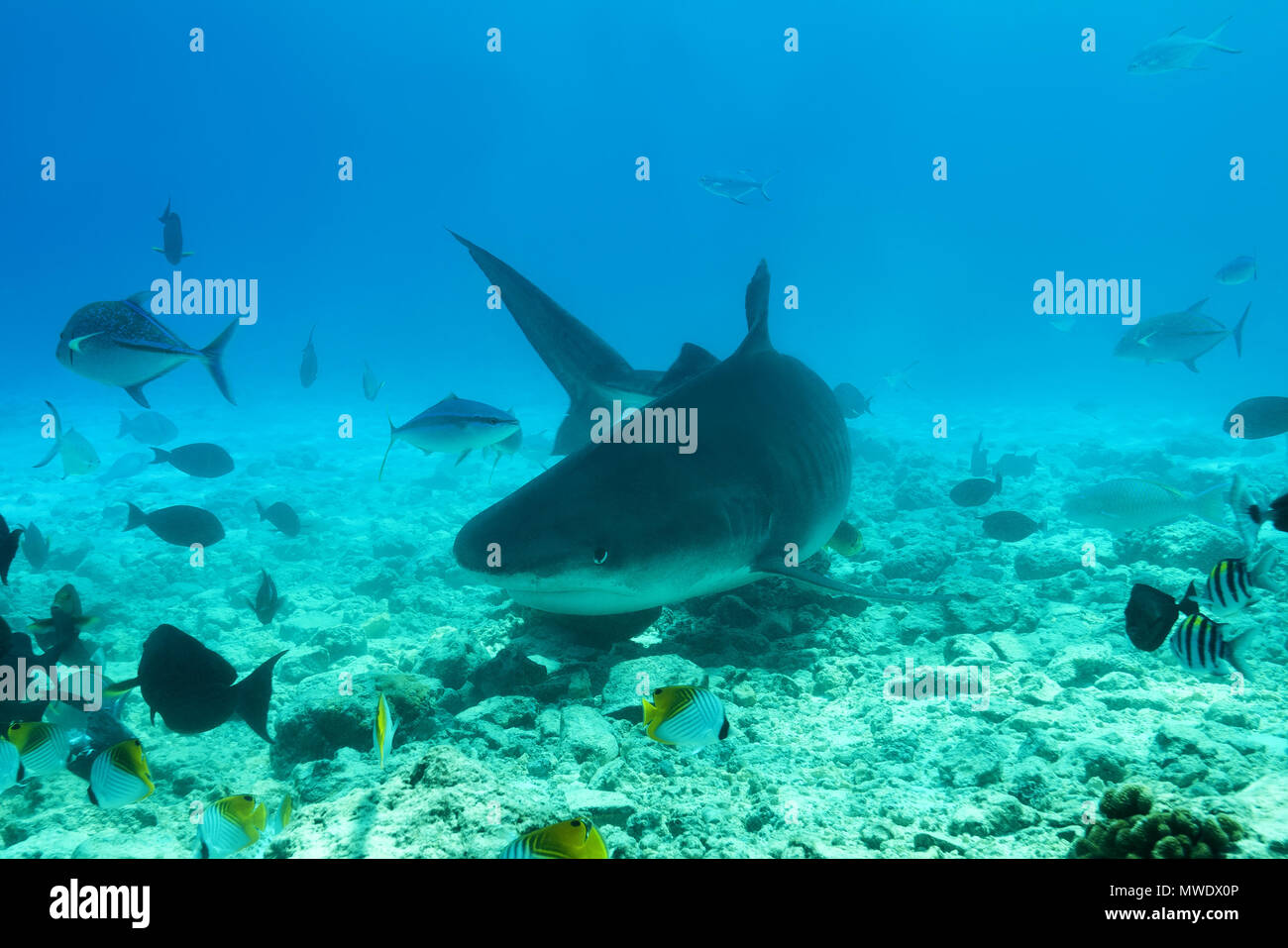 February 11, 2018 - Island (Atoll) Fuvahmulah, India, Maldives - Tiger Shark (Galeocerdo cuvier) swim over coral reef (Credit Image: © Andrey Nekrasov/ZUMA Wire/ZUMAPRESS.com) Stock Photo