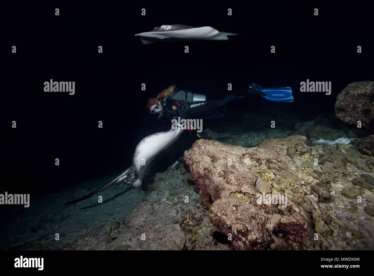 March 30, 2018 - Indian Ocean, Maldives - Female scuba diver swims with two stingrays at night. Pink whipray or Banana-tail ray  (Credit Image: © Andrey Nekrasov/ZUMA Wire/ZUMAPRESS.com) Stock Photo