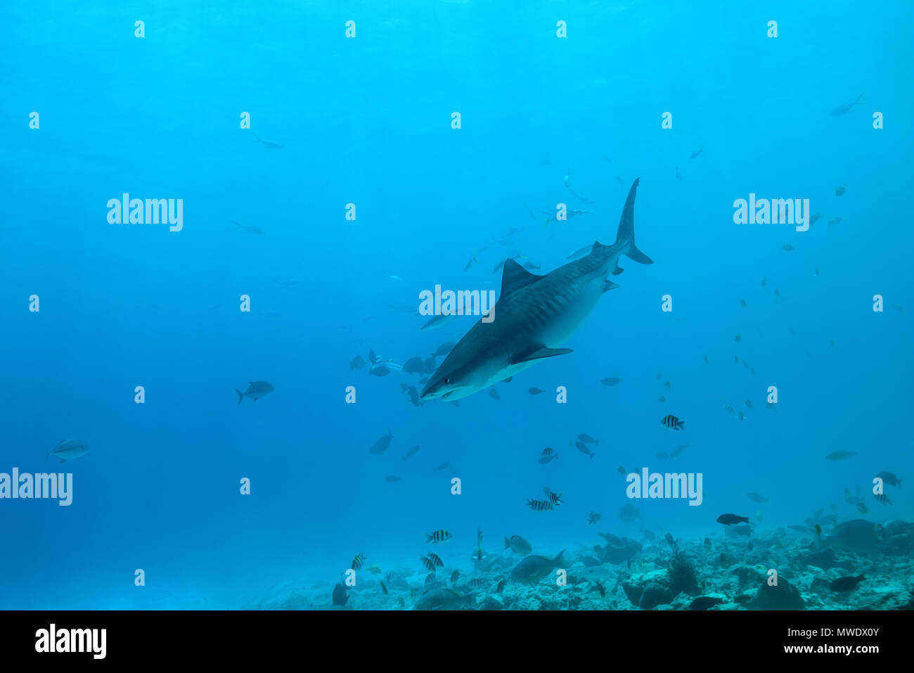 February 11, 2018 - Island (Atoll) Fuvahmulah, India, Maldives - Tiger Shark (Galeocerdo cuvier) swim over coral reef (Credit Image: © Andrey Nekrasov/ZUMA Wire/ZUMAPRESS.com) Stock Photo
