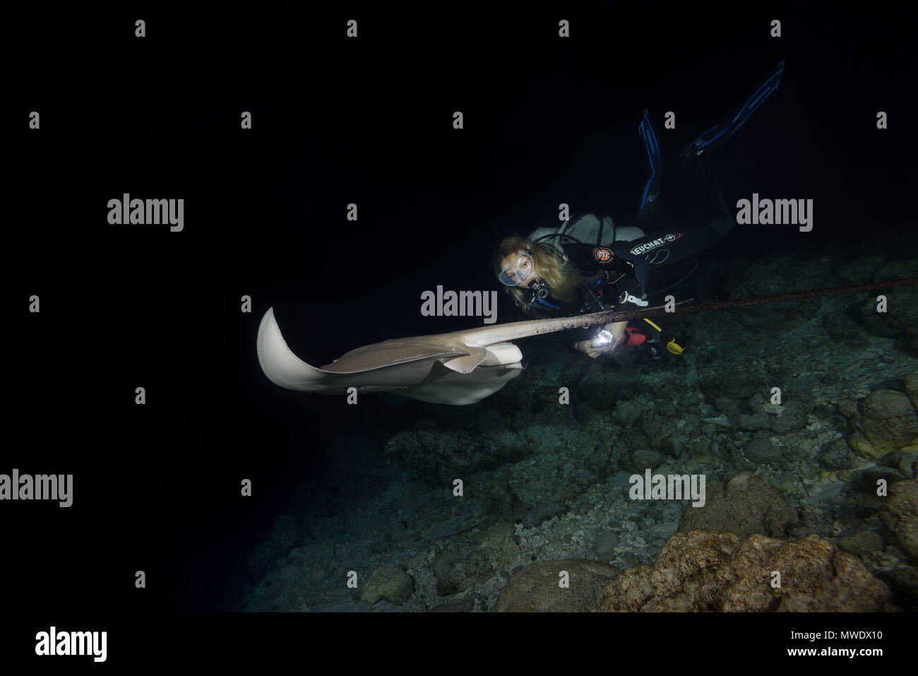 March 30, 2018 - Indian Ocean, Maldives - Female scuba diver swims with stingray at night. Pink whipray or Banana-tail ray  (Credit Image: © Andrey Nekrasov/ZUMA Wire/ZUMAPRESS.com) Stock Photo