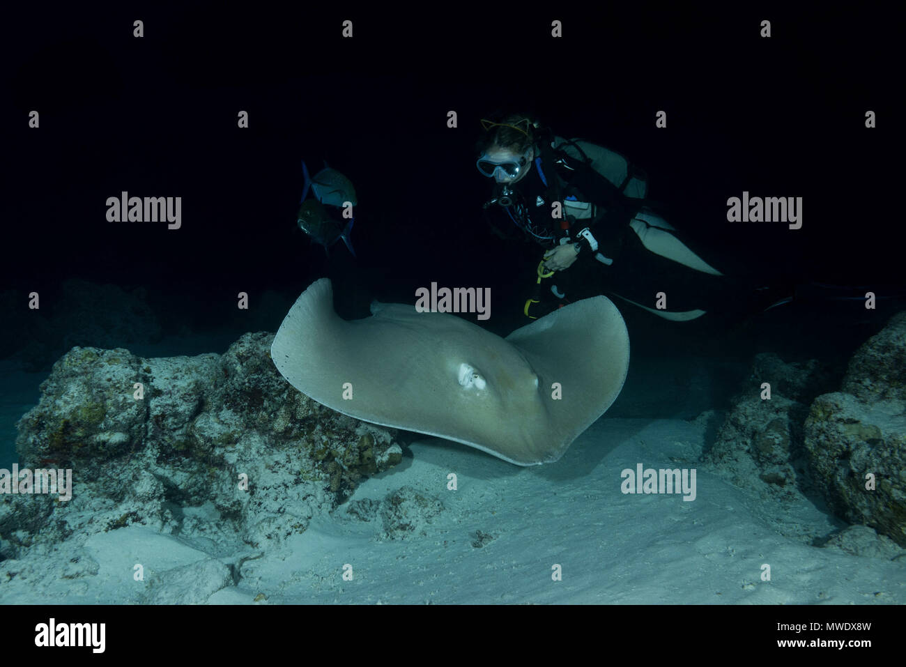 Indian Ocean, Maldives. 24th Mar, 2018. Female scuba diver swims with stingray at night. Pink whipray or Banana-tail ray Credit: Andrey Nekrasov/ZUMA Wire/ZUMAPRESS.com/Alamy Live News Stock Photo