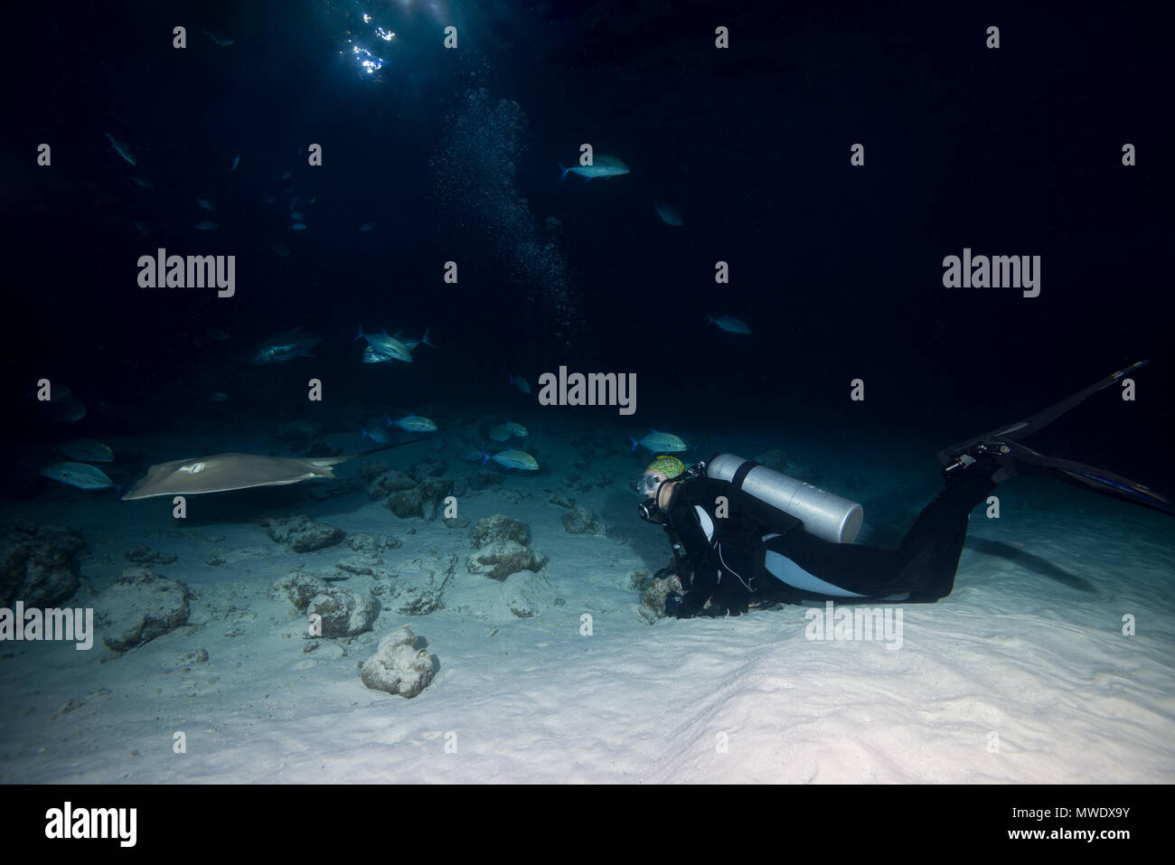 Indian Ocean, Maldives. 2nd Apr, 2018. Female scuba diver looks at stingray and school of caranx in the night. Pink whipray (Himantura fai) and Bluefin trevally Credit: Andrey Nekrasov/ZUMA Wire/ZUMAPRESS.com/Alamy Live News Stock Photo