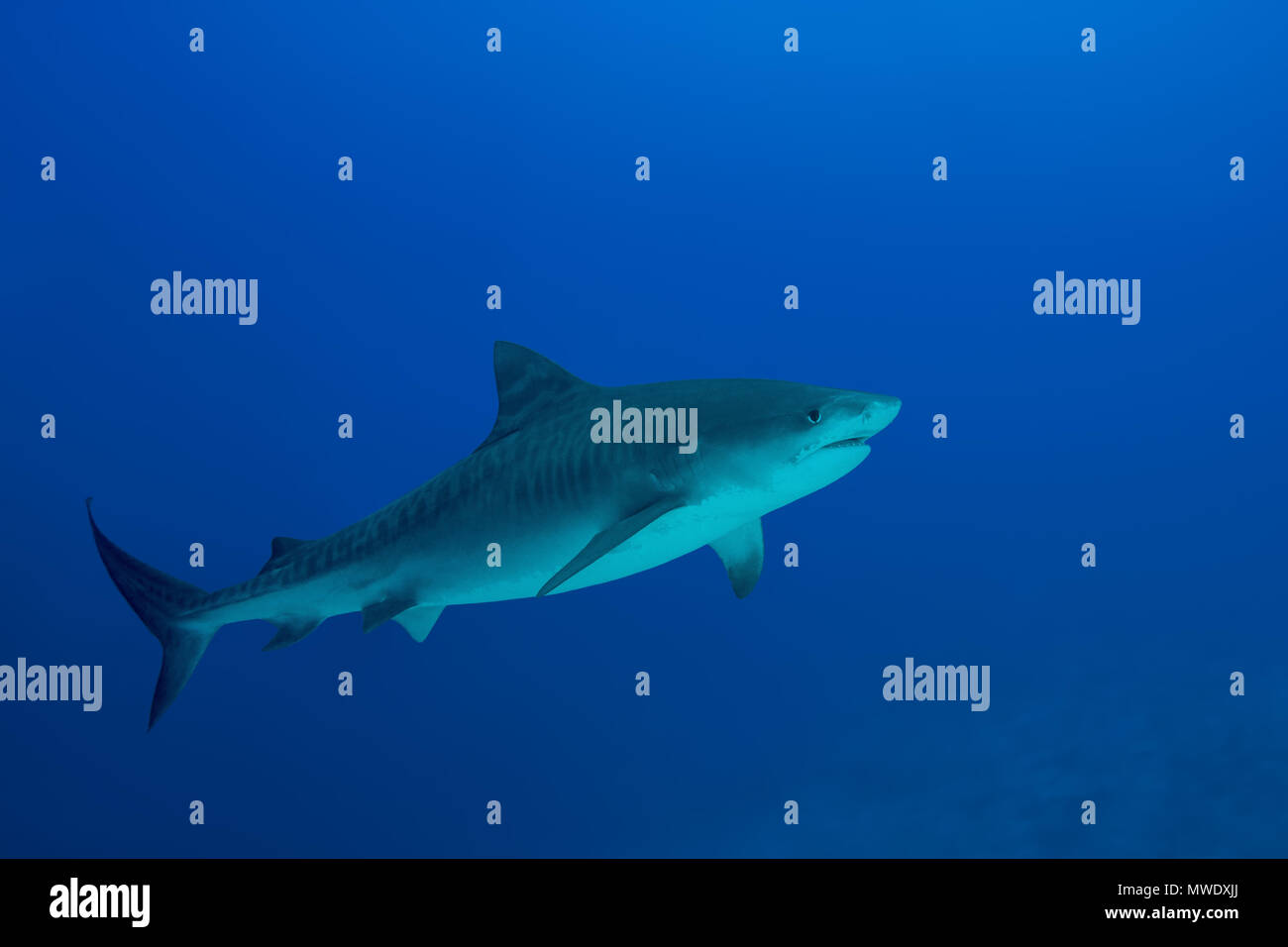 April 3, 2018 Island (Atoll) Fuvahmulah, India, Maldives Tiger Shark (Galeocerdo cuvier