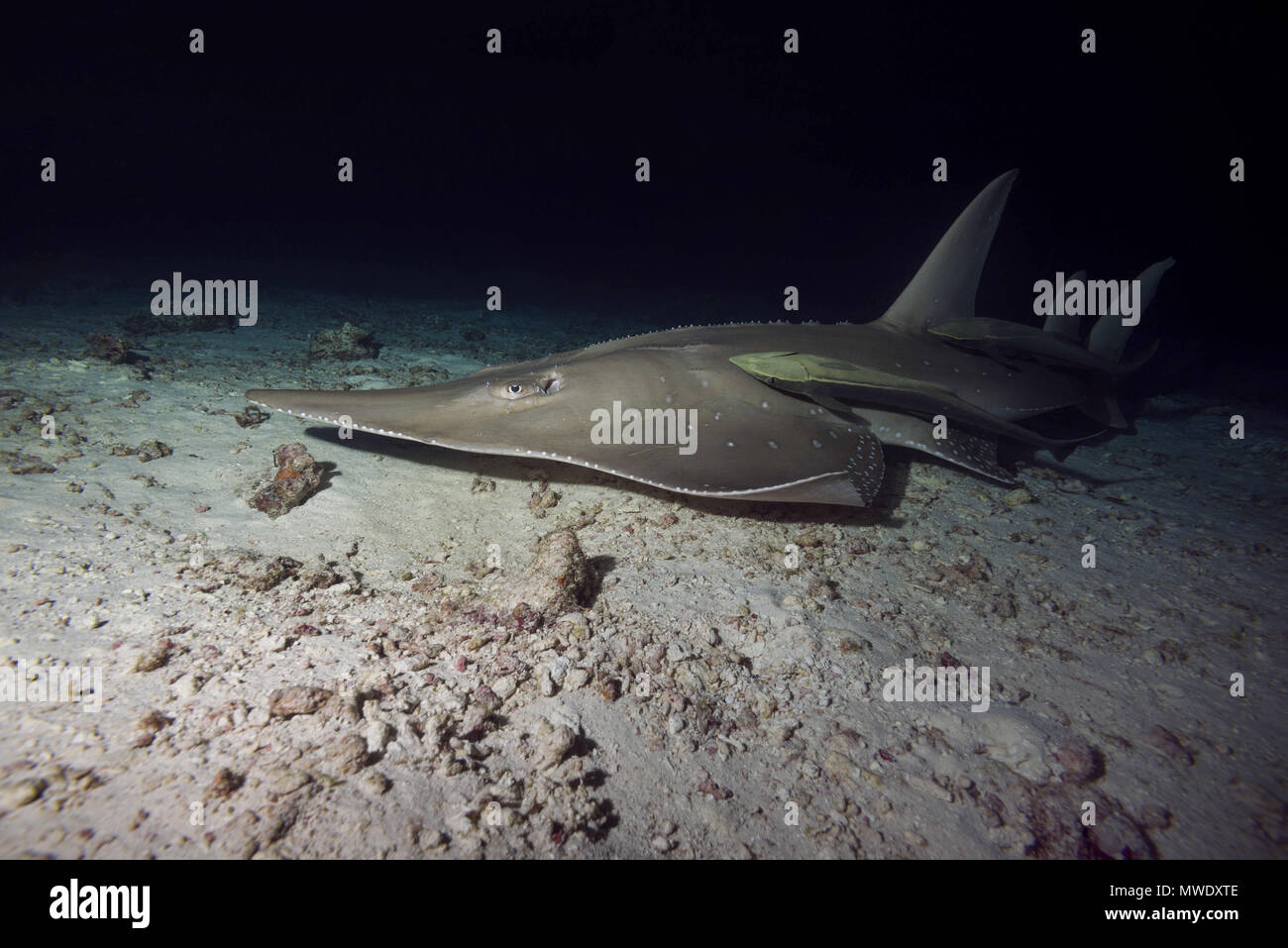 Indian Ocean, Maldives. 26th Dec, 2010. Giant Guitarfish (Rhynchobatus djiddensis) swims over sandy bottom in the night Credit: Andrey Nekrasov/ZUMA Wire/ZUMAPRESS.com/Alamy Live News Stock Photo