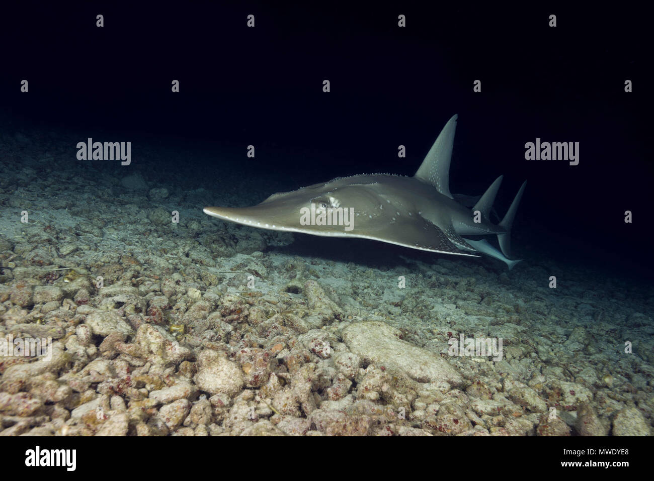 Indian Ocean, Maldives. 29th Mar, 2018. Giant Guitarfish (Rhynchobatus djiddensis) swims over sandy bottom in the night Credit: Andrey Nekrasov/ZUMA Wire/ZUMAPRESS.com/Alamy Live News Stock Photo