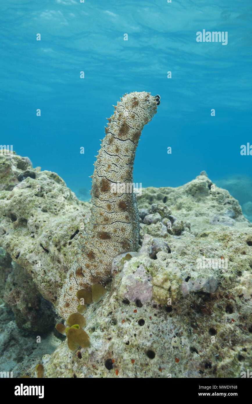 Indian Ocean, Maldives. 2nd Apr, 2018. Graeffe's Sea Cucumber (Pearsonothuria graeffei) stands upright on a coral reef Credit: Andrey Nekrasov/ZUMA Wire/ZUMAPRESS.com/Alamy Live News Stock Photo