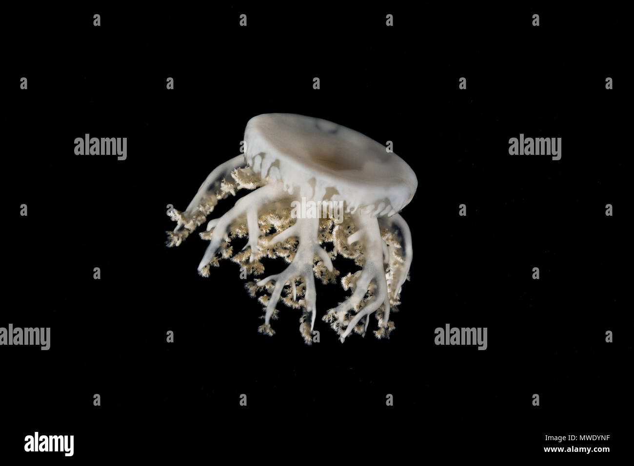 Indian Ocean, Maldives. 21st Mar, 2018. Upside Down Jellyfish (Cassiopea andromeda) in the night Credit: Andrey Nekrasov/ZUMA Wire/ZUMAPRESS.com/Alamy Live News Stock Photo
