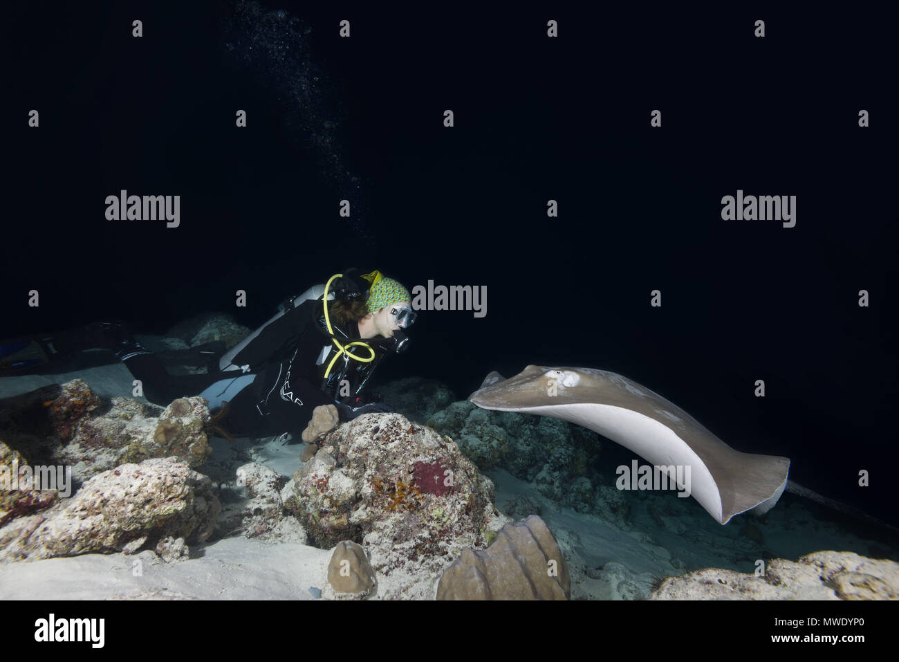 Indian Ocean, Maldives. 2nd Apr, 2018. Female scuba diver looks at stingray in the night. Pink whipray or Banana-tail ray Credit: Andrey Nekrasov/ZUMA Wire/ZUMAPRESS.com/Alamy Live News Stock Photo