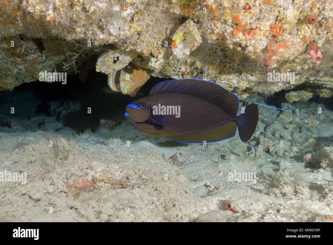 Indian Ocean, Maldives. 3rd Apr, 2018. Bignose Unicornfish (Naso vlamingii) under coral Credit: Andrey Nekrasov/ZUMA Wire/ZUMAPRESS.com/Alamy Live News Stock Photo