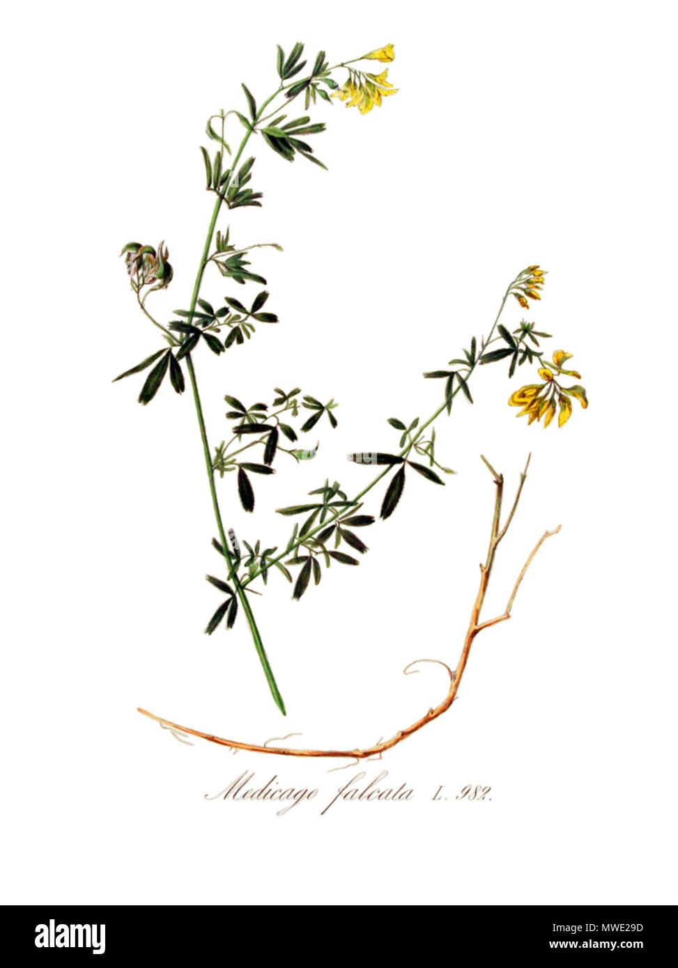 409 Medicago falcata—Flora Batava (1868) (clean) Stock Photo