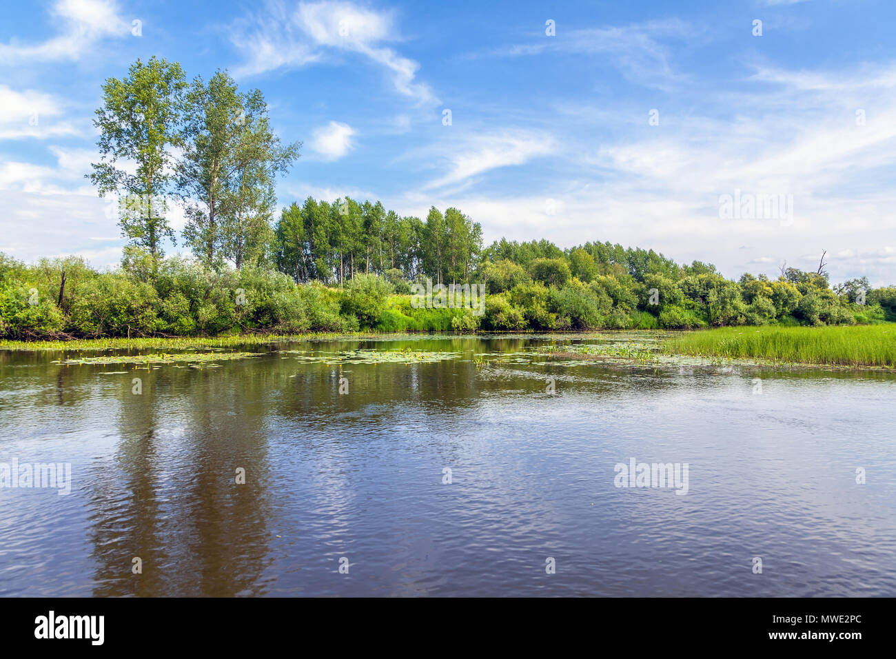 Russia asia siberia birch forest hi-res stock photography and images ...