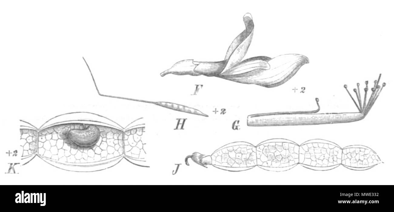 . Illustration from book . 1891. Paul Hermann Wilhelm Taubert (1862-1897) 269 Hedysarum hedysaroides Taub122d Stock Photo