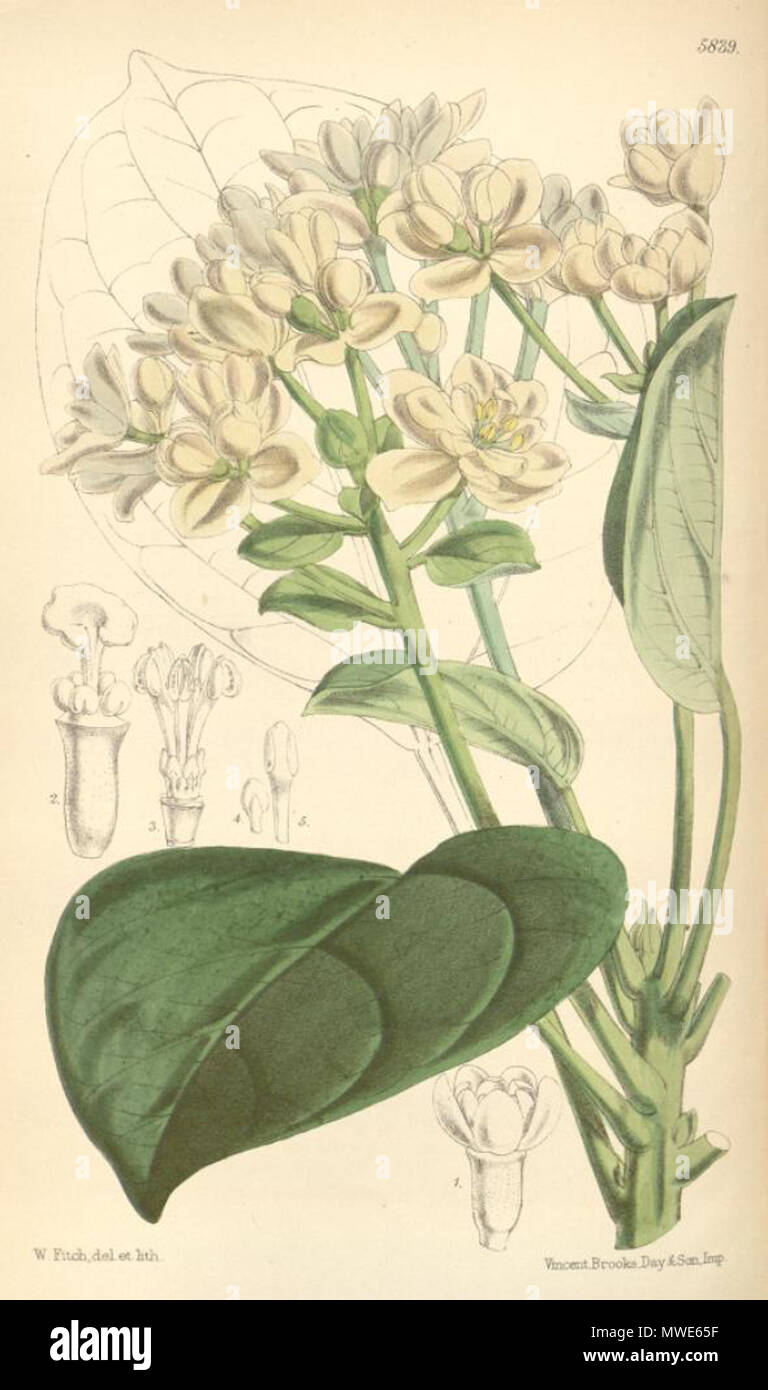 . Illustration of Hernandia moerenhoutiana . 1870. Joseph Dalton Hooker (1817-1911) 276 Hernandia moerenhoutiana Stock Photo