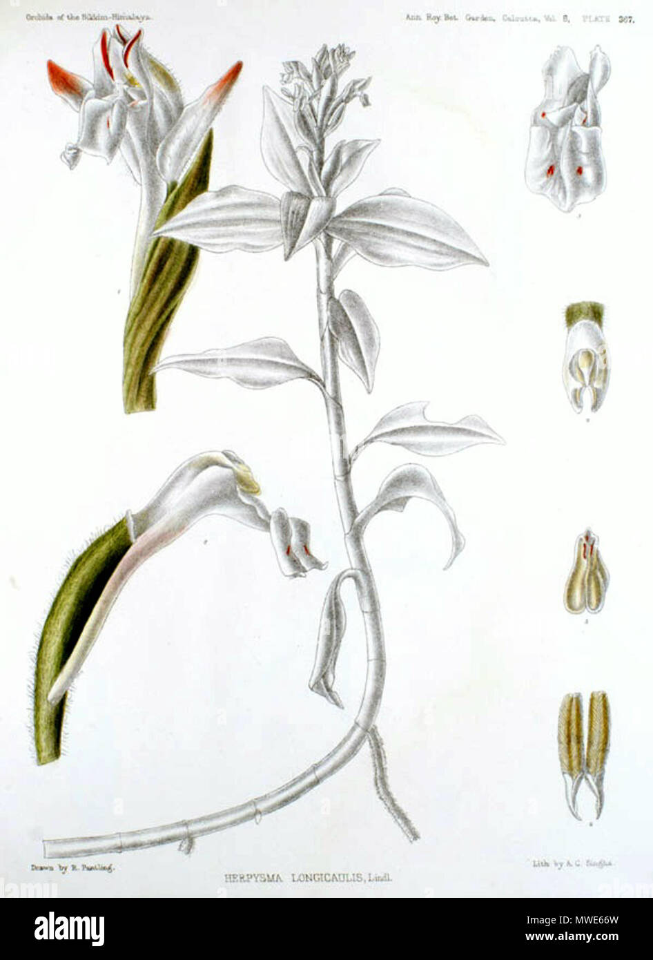 . Herpysma longicaulis . 1898. G. King and R. Pantling, «The Orchids of the Sikkim-Himalaya» 276 Herpysma longicaulis - The Orchids of the Sikkim-Himalaya pl 367 (1898) Stock Photo