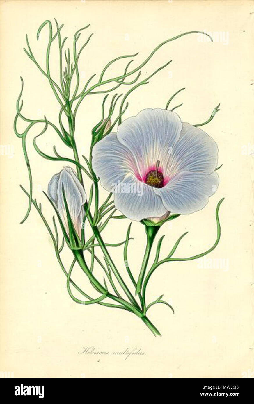 . An illustration from Paxton's Magazine of Botany (6: 103 & plate) in 1839, the species is either of those now described as Alyogyne hakeifolia or Alyogyne multifida. ANGB gives the latter. 1839. Joseph Paxton 277 Hibiscus multifidis (Paxton's) Stock Photo