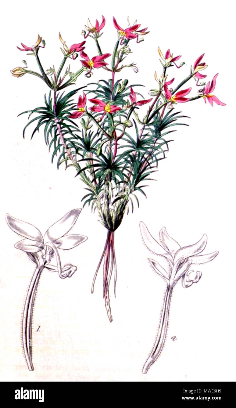 . Botanical print of Stylidium bulbiferum (printed as S. recurvum, which was later reduced to synonymy with S. bulbiferum) from Curtis's Botanical Magazine volume 68 plate 3913. 1842. Curtis's Botanical Magazine 579 Stylidium bulbiferum 3913 Stock Photo