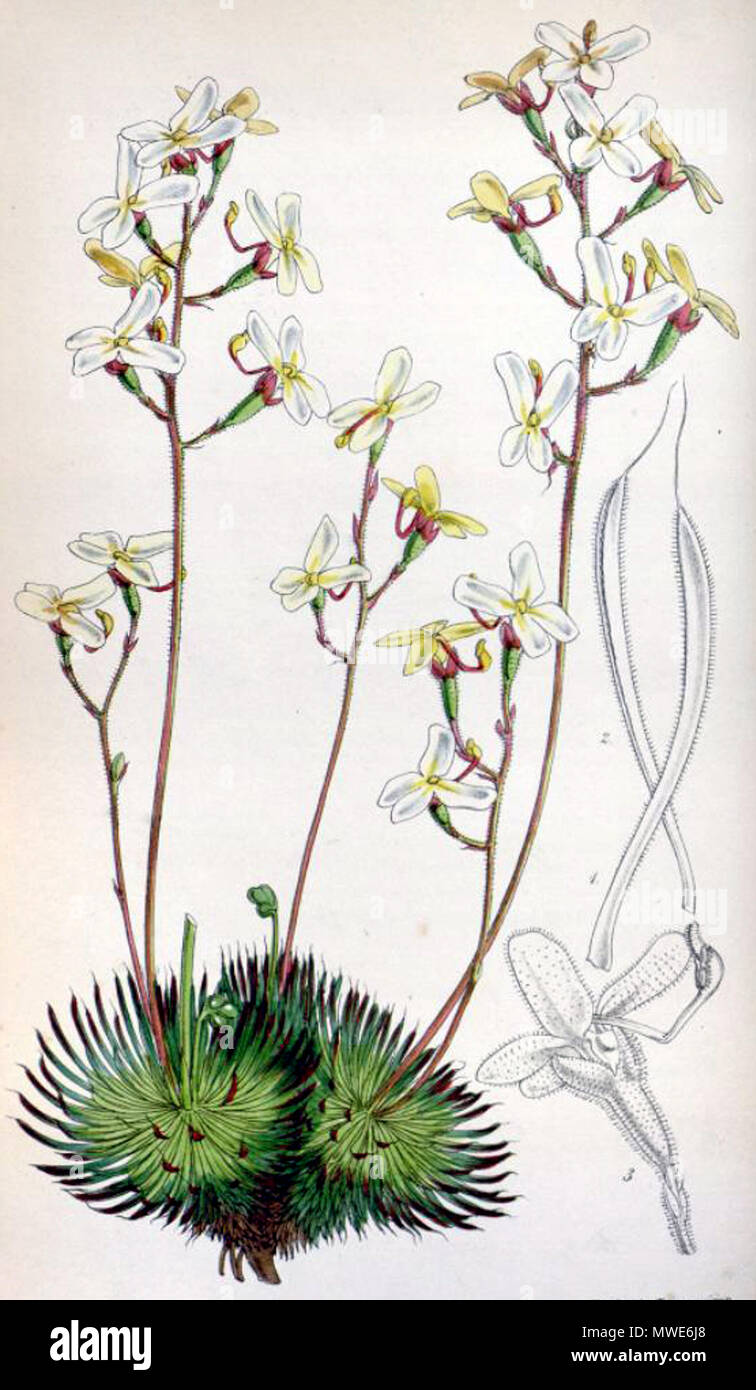 . Botanical print of Stylidium ciliatum (printed as S. saxifragoides, which was later reduced to synonymy with S. ciliatum) from . 1850. Walter Hood Fitch (1817-1892) del. et lith. Description byJohn Smith (1798-1888) 579 Stylidium saxifragoides 4529 Stock Photo