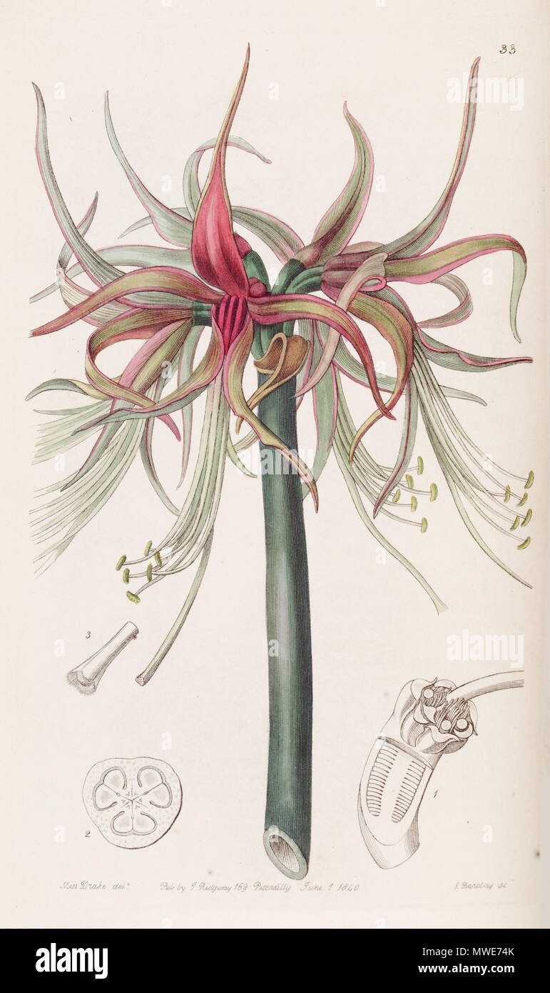 . Hippeastrum cybister . 1840. Botanical Register 279 Hippeastrum cybister (as Sprekelia cybister) 26.33 Stock Photo