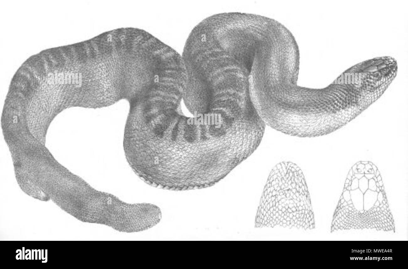 . This is an image entitled 'Hydrus Stokesii' from Volume 1 of John Lort Stokes' 1846 book Discoveries in Australia. The animal depicted is Astrotia stokesii (Stokes' Sea Snake). 1846. 'Day & Haghe, Lithographers to the Queen.' 289 Hydrus Stokesii (Discoveries in Australia) Stock Photo