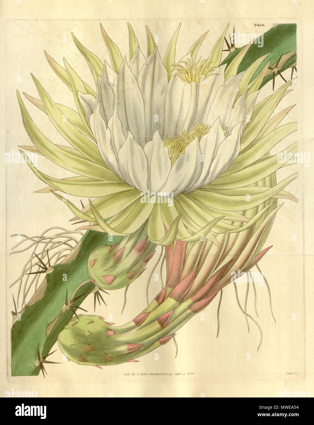 . Illustration of Hylocereus triangularis . 1836. W. Fitch del. et lith. (= Walter Hood Fitch) (1817 - 1892) 289 Hylocereus trigonus (Cereus napoleonis) Bot. Mag. 63. t. 3458. 1836 Stock Photo