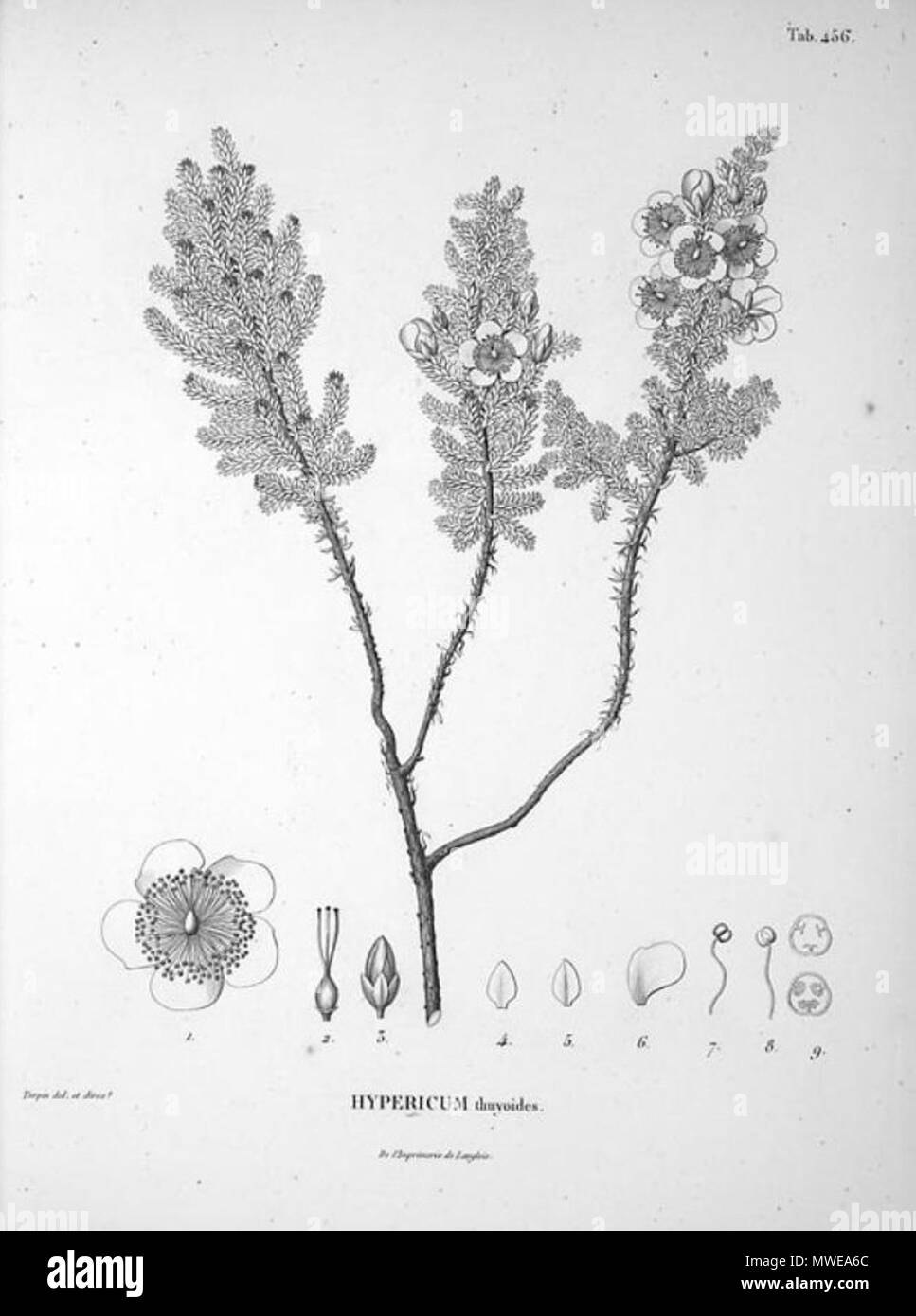 . de:Hypericum thuyoides . 1821. This file is lacking author information. 289 Hypericum thuyoides Stock Photo