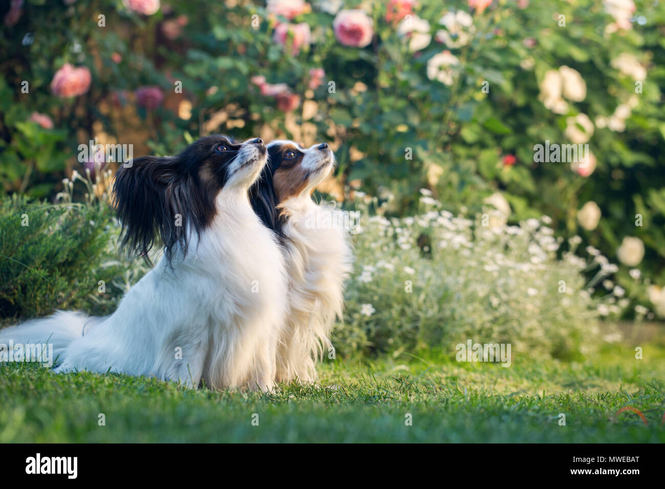 Two dogs in a garden Stock Photo - Alamy
