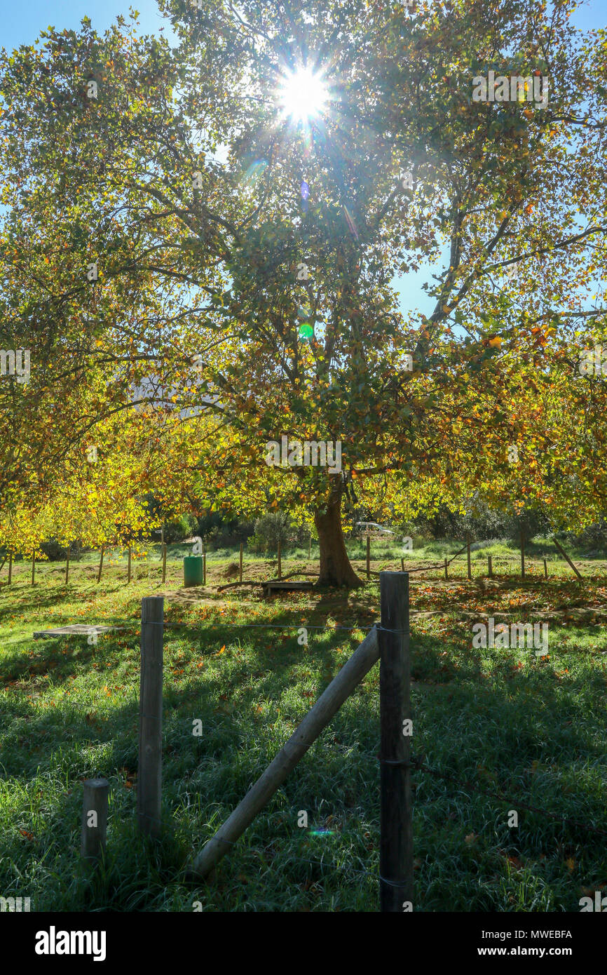 African Oak Tree High Resolution Stock Photography and Images Alamy