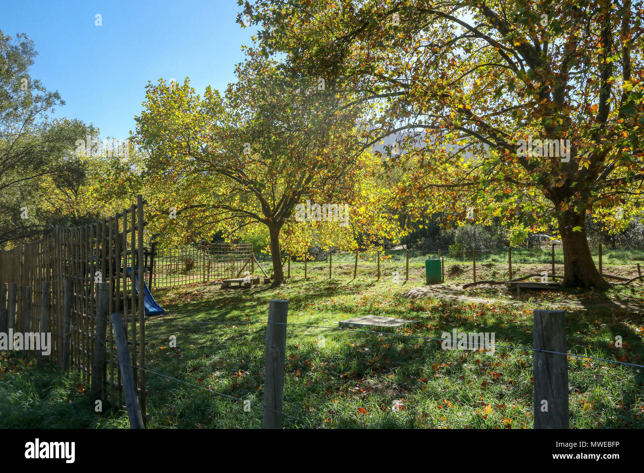 South african oak trees in full autumn livery outside the Jonkershoek