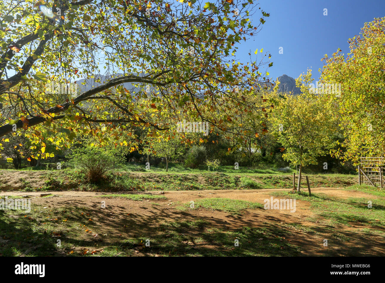 South african oak trees in full autumn livery outside the Jonkershoek