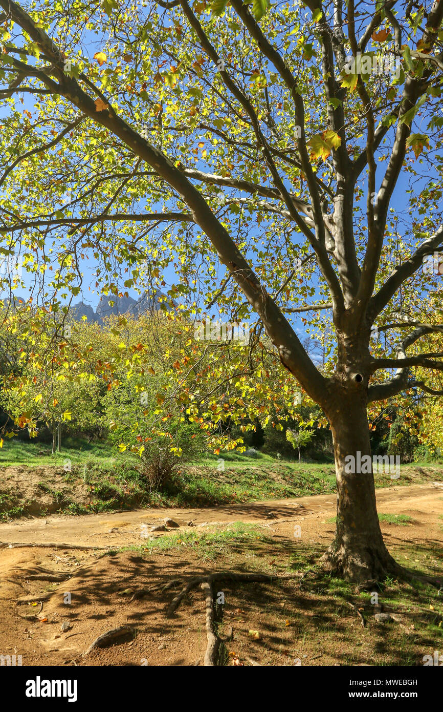 South african oak trees in full autumn livery outside the Jonkershoek