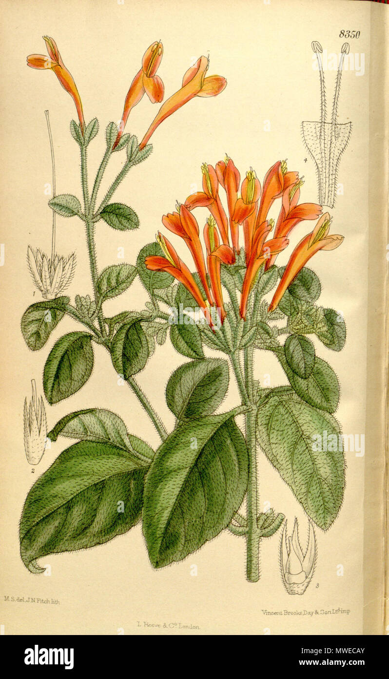 . Jacobinia suberecta (= Dicliptera sericea), Acanthaceae . 1910. M.S. del., J.N.Fitch lith. 304 Jacobinia suberecta 136-8350 Stock Photo
