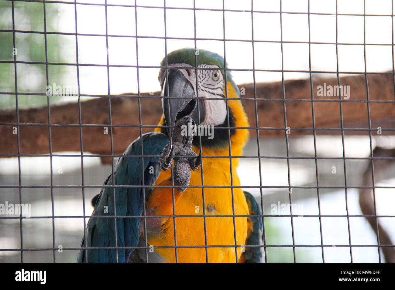 Parrot in cage hires stock photography and images Alamy