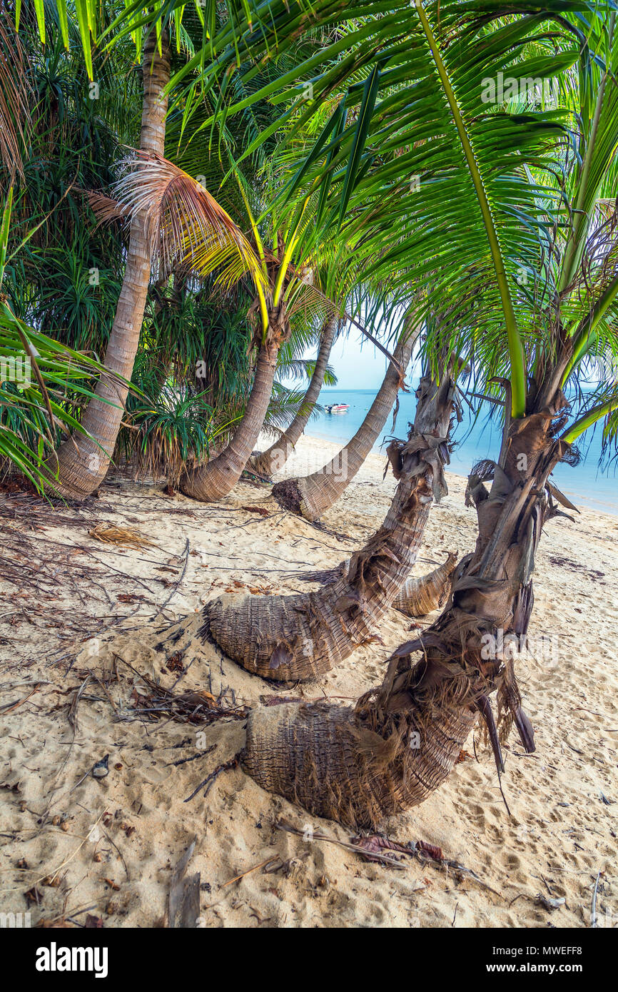 Coconut Island Of Koh Samui In Thailand Stock Photo Alamy coconut-island-of-koh-samui-in-thailand-stock-photo-alamy