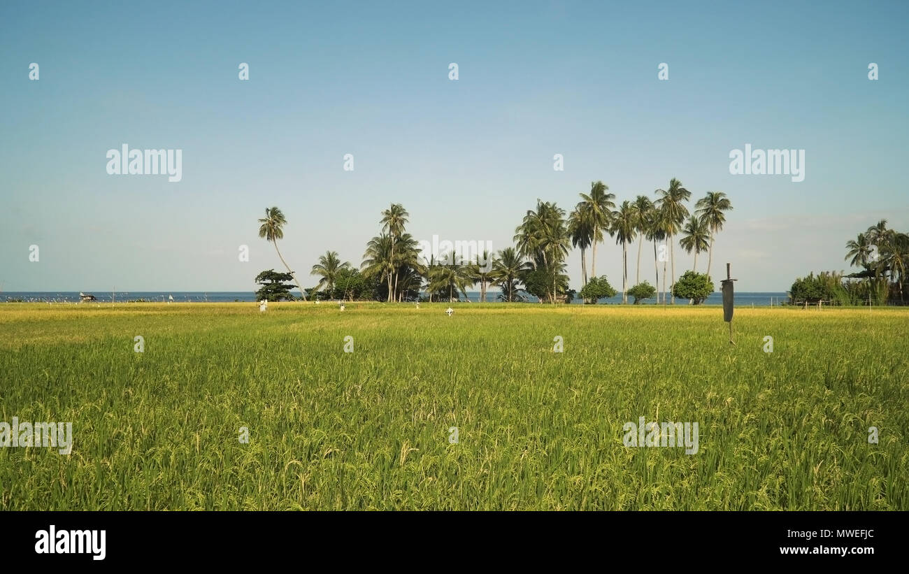 Coconut plantation philippines hi-res stock photography and images - Alamy
